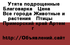 Утята подрощенные Благоварка › Цена ­ 100 - Все города Животные и растения » Птицы   . Приморский край,Артем г.